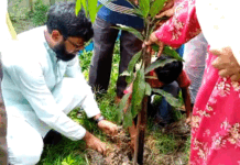 লালপুরে বিভিন্ন শিক্ষা প্রতিষ্ঠানে বৃক্ষরোপণ